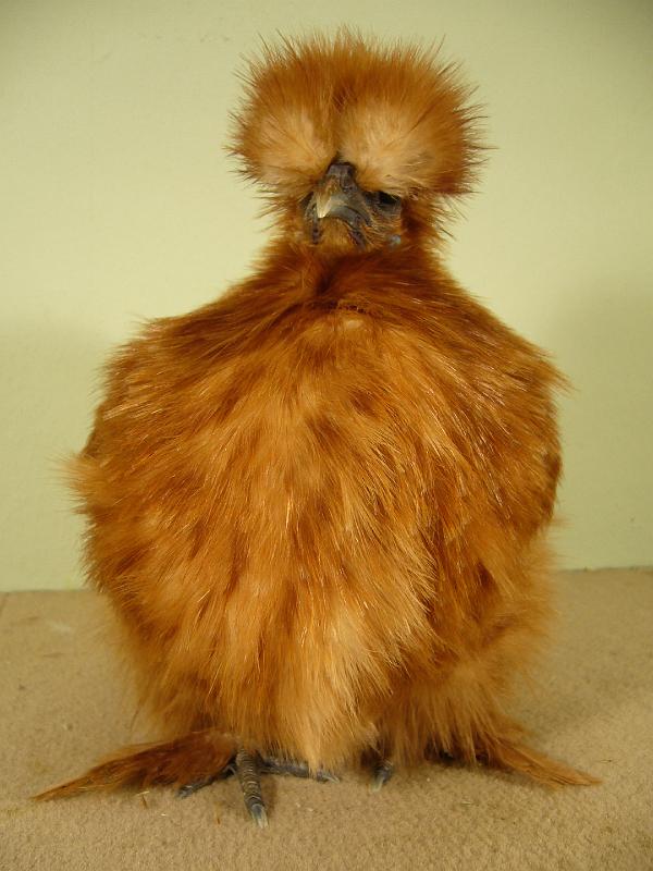 Munster 2009 363.jpg - Zwerg Seidenhühner gelb von Lukas Hansen